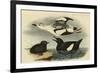 Black Guillemot-John James Audubon-Framed Premium Giclee Print