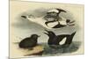 Black Guillemot-John James Audubon-Mounted Premium Giclee Print