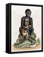Black Guinea Monkey-George Edwards-Framed Stretched Canvas