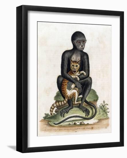 Black Guinea Monkey-George Edwards-Framed Art Print