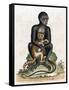 Black Guinea Monkey-George Edwards-Framed Stretched Canvas