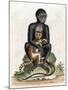 Black Guinea Monkey-George Edwards-Mounted Art Print