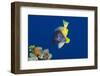 Black Hamlet (Hypoplectrus Nigricans) and Yellowbelly Hamlet (Hypoplectrus Aberrans) Spawning-Alex Mustard-Framed Photographic Print