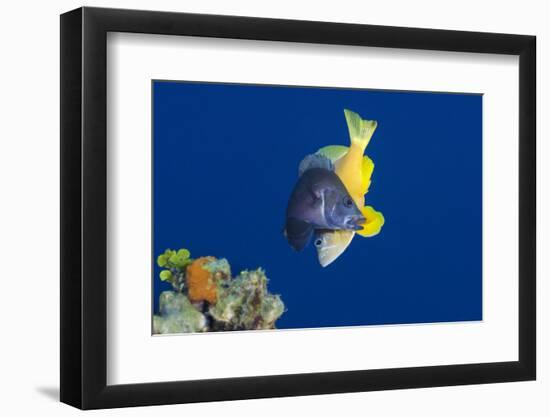 Black Hamlet (Hypoplectrus Nigricans) and Yellowbelly Hamlet (Hypoplectrus Aberrans) Spawning-Alex Mustard-Framed Photographic Print