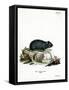 Black Hamster-null-Framed Stretched Canvas