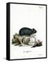 Black Hamster-null-Framed Stretched Canvas