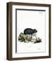 Black Hamster-null-Framed Giclee Print