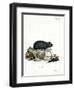 Black Hamster-null-Framed Giclee Print