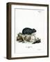 Black Hamster-null-Framed Giclee Print