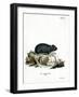 Black Hamster-null-Framed Giclee Print