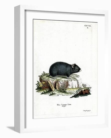 Black Hamster-null-Framed Giclee Print