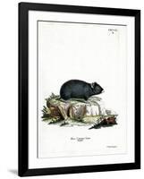 Black Hamster-null-Framed Giclee Print