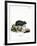 Black Hamster-null-Framed Giclee Print