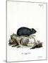 Black Hamster-null-Mounted Giclee Print