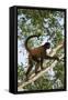 Black-Handed Spider Monkey (Ateles Geoffroyi Ornatus) with Prehensile Tail Curled Round-Suzi Eszterhas-Framed Stretched Canvas