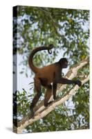 Black-Handed Spider Monkey (Ateles Geoffroyi Ornatus) with Prehensile Tail Curled Round-Suzi Eszterhas-Stretched Canvas