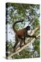 Black-Handed Spider Monkey (Ateles Geoffroyi Ornatus) with Prehensile Tail Curled Round-Suzi Eszterhas-Stretched Canvas