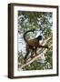 Black-Handed Spider Monkey (Ateles Geoffroyi Ornatus) with Prehensile Tail Curled Round-Suzi Eszterhas-Framed Photographic Print