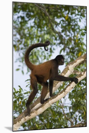 Black-Handed Spider Monkey (Ateles Geoffroyi Ornatus) with Prehensile Tail Curled Round-Suzi Eszterhas-Mounted Photographic Print