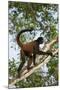 Black-Handed Spider Monkey (Ateles Geoffroyi Ornatus) with Prehensile Tail Curled Round-Suzi Eszterhas-Mounted Photographic Print