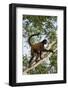 Black-Handed Spider Monkey (Ateles Geoffroyi Ornatus) with Prehensile Tail Curled Round-Suzi Eszterhas-Framed Photographic Print