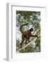 Black-Handed Spider Monkey (Ateles Geoffroyi Ornatus) with Prehensile Tail Curled Round-Suzi Eszterhas-Framed Photographic Print