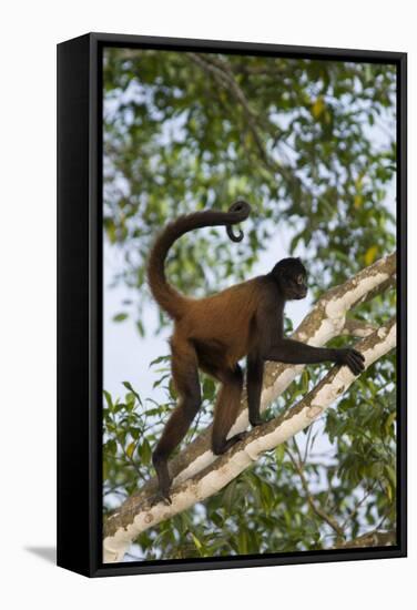Black-Handed Spider Monkey (Ateles Geoffroyi Ornatus) with Prehensile Tail Curled Round-Suzi Eszterhas-Framed Stretched Canvas