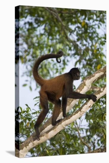 Black-Handed Spider Monkey (Ateles Geoffroyi Ornatus) with Prehensile Tail Curled Round-Suzi Eszterhas-Stretched Canvas