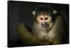 Black-Handed Spider Monkey (Ateles Geoffroyi)-Scott T. Smith-Framed Stretched Canvas