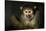 Black-Handed Spider Monkey (Ateles Geoffroyi)-Scott T. Smith-Stretched Canvas