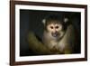 Black-Handed Spider Monkey (Ateles Geoffroyi)-Scott T. Smith-Framed Photographic Print