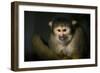 Black-Handed Spider Monkey (Ateles Geoffroyi)-Scott T. Smith-Framed Photographic Print