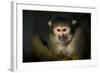 Black-Handed Spider Monkey (Ateles Geoffroyi)-Scott T. Smith-Framed Photographic Print