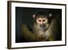 Black-Handed Spider Monkey (Ateles Geoffroyi)-Scott T. Smith-Framed Photographic Print