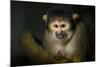 Black-Handed Spider Monkey (Ateles Geoffroyi)-Scott T. Smith-Mounted Photographic Print