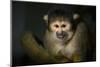 Black-Handed Spider Monkey (Ateles Geoffroyi)-Scott T. Smith-Mounted Photographic Print