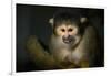 Black-Handed Spider Monkey (Ateles Geoffroyi)-Scott T. Smith-Framed Photographic Print