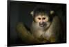 Black-Handed Spider Monkey (Ateles Geoffroyi)-Scott T. Smith-Framed Photographic Print