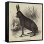 Black Hare Shot in Suffolk-null-Framed Stretched Canvas