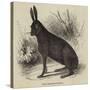 Black Hare Shot in Suffolk-null-Stretched Canvas