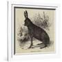 Black Hare Shot in Suffolk-null-Framed Giclee Print