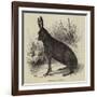 Black Hare Shot in Suffolk-null-Framed Giclee Print