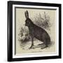 Black Hare Shot in Suffolk-null-Framed Giclee Print