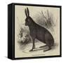 Black Hare Shot in Suffolk-null-Framed Stretched Canvas