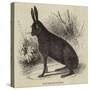 Black Hare Shot in Suffolk-null-Stretched Canvas