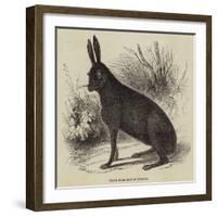 Black Hare Shot in Suffolk-null-Framed Giclee Print