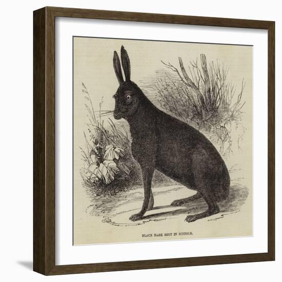 Black Hare Shot in Suffolk-null-Framed Giclee Print