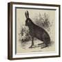 Black Hare Shot in Suffolk-null-Framed Giclee Print