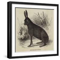 Black Hare Shot in Suffolk-null-Framed Giclee Print