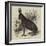 Black Hare Shot in Suffolk-null-Framed Giclee Print